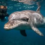 10 Dolphin Swimming Experiences in New Zealand Ranked
