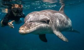 10 Dolphin Swimming Experiences in New Zealand Ranked