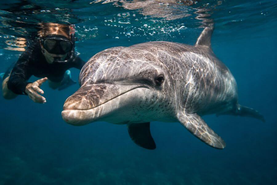10 Dolphin Swimming Experiences in New Zealand Ranked moamoa10