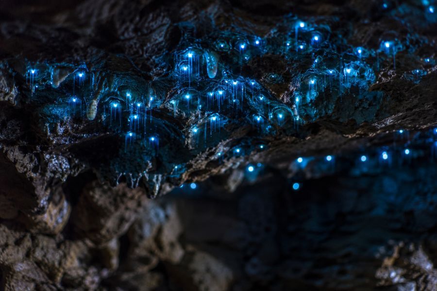 10 Glowworm Caves in New Zealand That Aren't Waitomo moamoa10