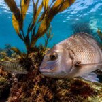10 Marine Reserves in New Zealand Perfect for Snorkeling