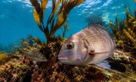 10 Marine Reserves in New Zealand Perfect for Snorkeling