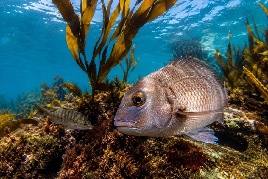 10 Marine Reserves in New Zealand Perfect for Snorkeling moamoa10
