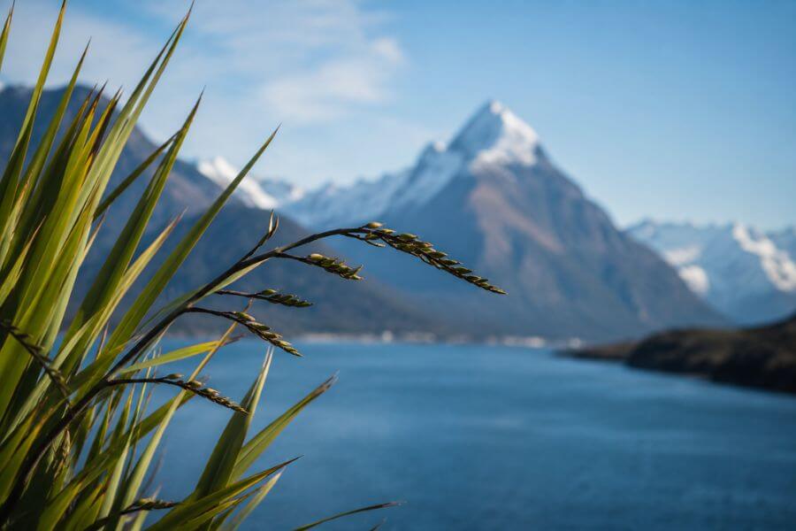 Read more about the article 10 Most Searched Questions About New Zealand Answered for 2026