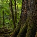 10 Native Forest Walks in New Zealand Through Ancient Kauri and Beech Trees