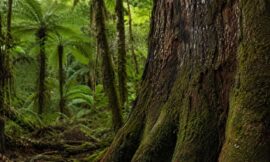 10 Native Forest Walks in New Zealand Through Ancient Kauri and Beech Trees