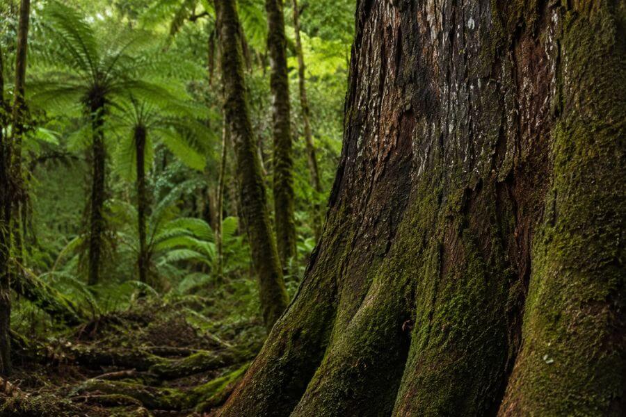 Read more about the article 10 Native Forest Walks in New Zealand Through Ancient Kauri and Beech Trees