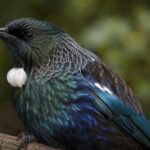 10 New Zealand Native Birds and the Best Spots to See Them