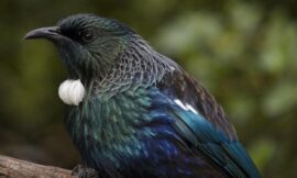 10 New Zealand Native Birds and the Best Spots to See Them