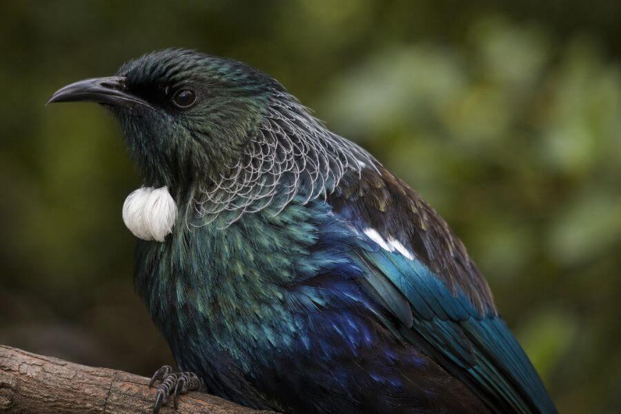 10 New Zealand Native Birds and the Best Spots to See Them moamoa10