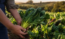 10 Organic Farms in New Zealand That Welcome Visitors