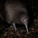 10 Places to See Kiwi Birds in New Zealand After Dark