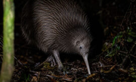 10 Places to See Kiwi Birds in New Zealand After Dark