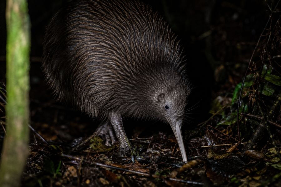 10 Places to See Kiwi Birds in New Zealand After Dark moamoa10
