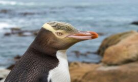 10 Places to See Penguins in New Zealand in the Wild