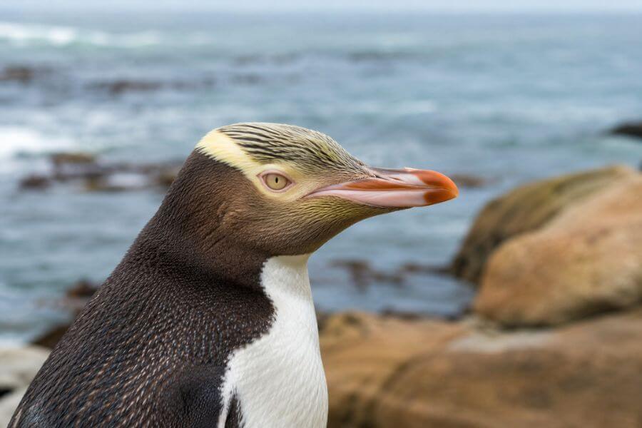 10 Places to See Penguins in New Zealand in the Wild moamoa10