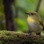 10 Predator-Free Islands in New Zealand Open to Visitors