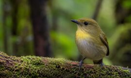 10 Predator-Free Islands in New Zealand Open to Visitors