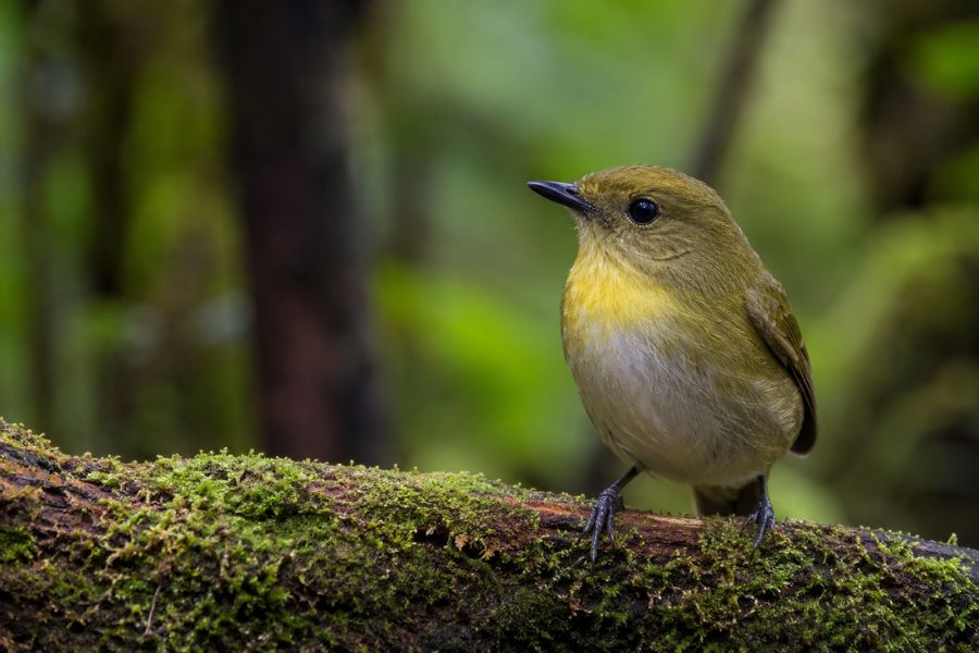 Read more about the article 10 Predator-Free Islands in New Zealand Open to Visitors