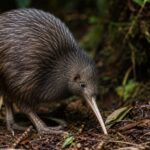10 Rare New Zealand Animals and Where You Might Actually Find Them