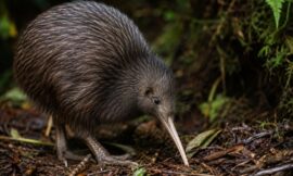 10 Rare New Zealand Animals and Where You Might Actually Find Them