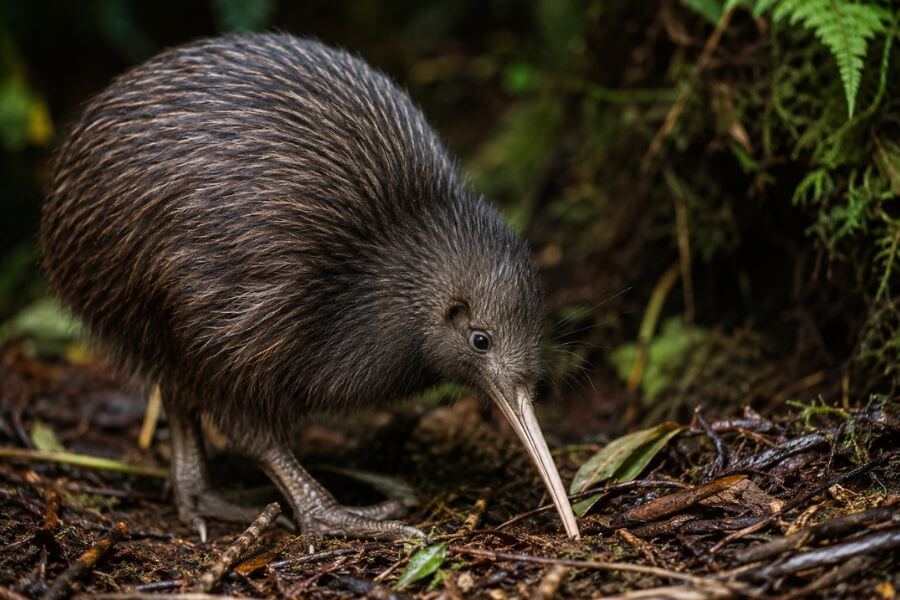 10 Rare New Zealand Animals and Where You Might Actually Find Them moamoa10