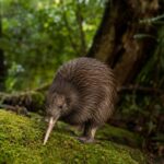 10 Rewilding Projects in New Zealand You Can Actually Visit