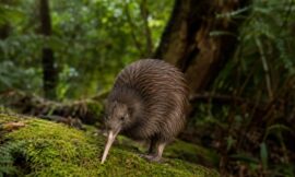 10 Rewilding Projects in New Zealand You Can Actually Visit