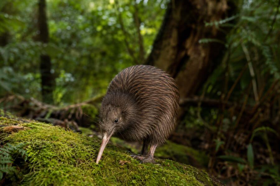 Read more about the article 10 Rewilding Projects in New Zealand You Can Actually Visit