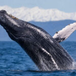10 Whale Watching Spots in New Zealand and When to Go