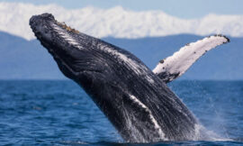 10 Whale Watching Spots in New Zealand and When to Go