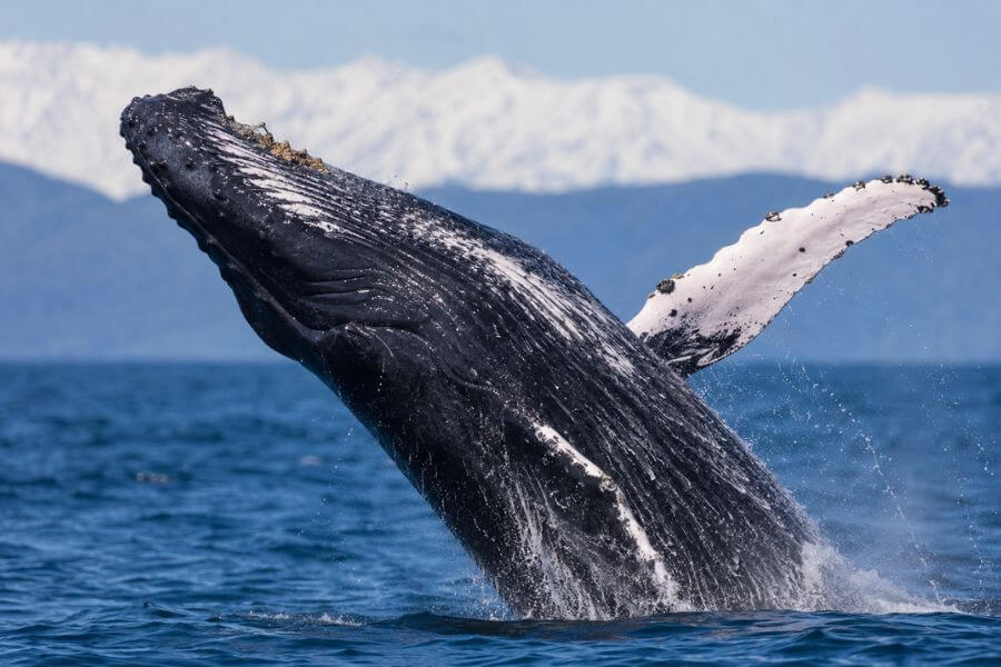 10 Whale Watching Spots in New Zealand and When to Go moamoa10
