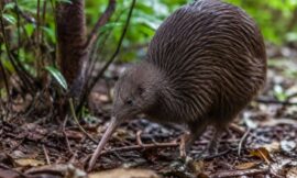 10 Wildlife Sanctuaries in New Zealand Open to the Public