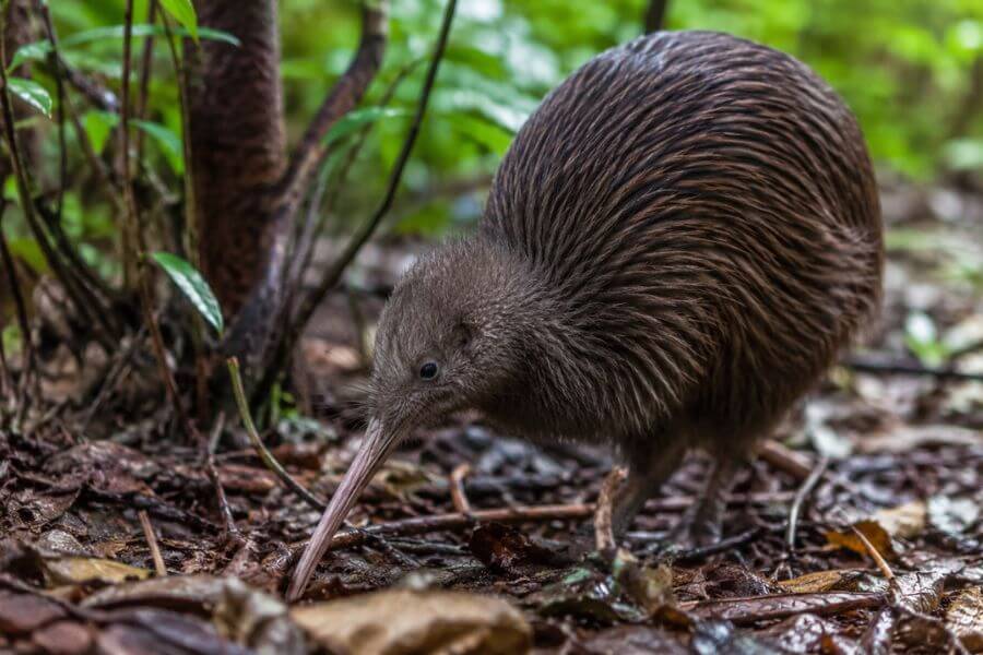 10 Wildlife Sanctuaries in New Zealand Open to the Public moamoa10
