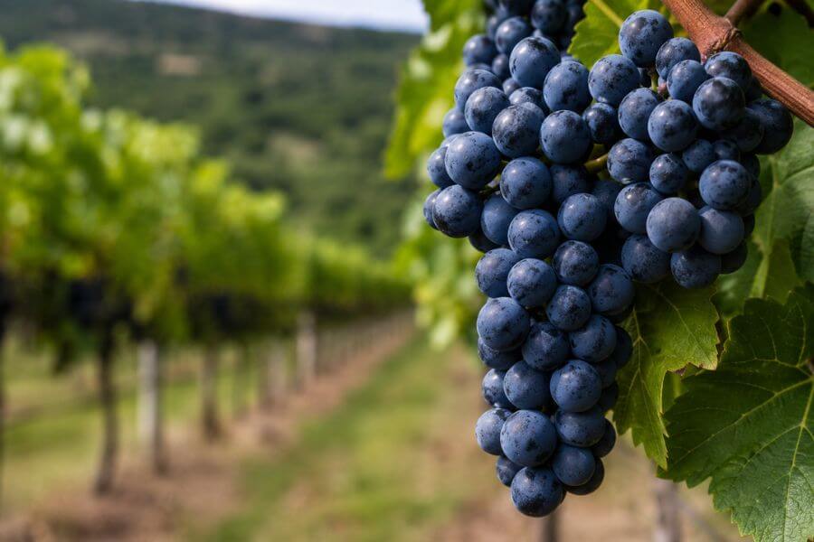 10 Best Boutique Vineyards on Waiheke Island for a Perfect Day Trip moamoa10