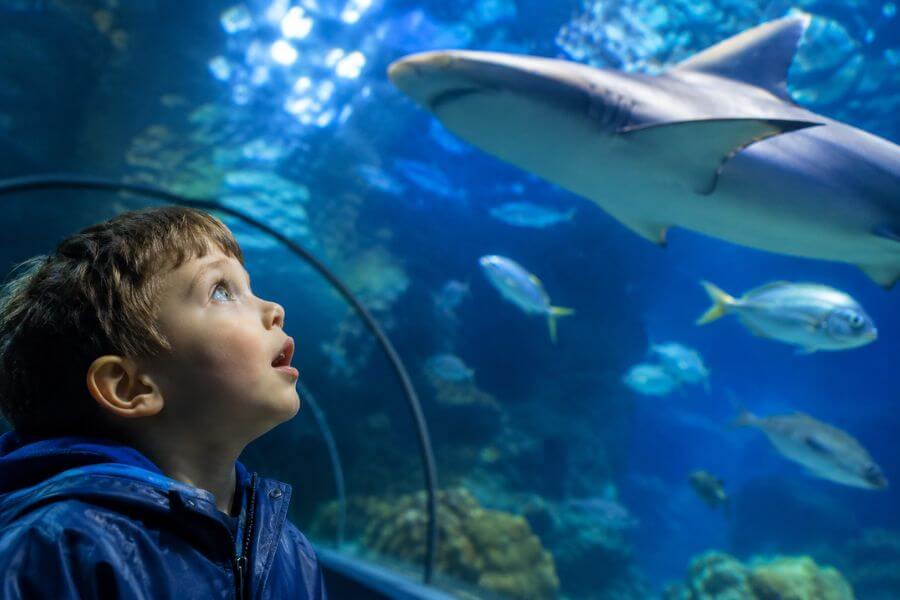 10 Best Rainy Day Activities in Auckland for Kids and Families in 2026 moamoa10
