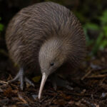 10 Most Unique Wildlife Encounters in New Zealand to Spot Rare Native Animals