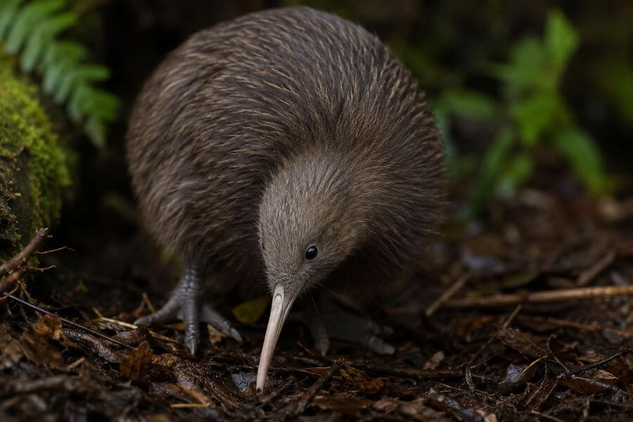 10 Most Unique Wildlife Encounters in New Zealand to Spot Rare Native Animals moamoa10
